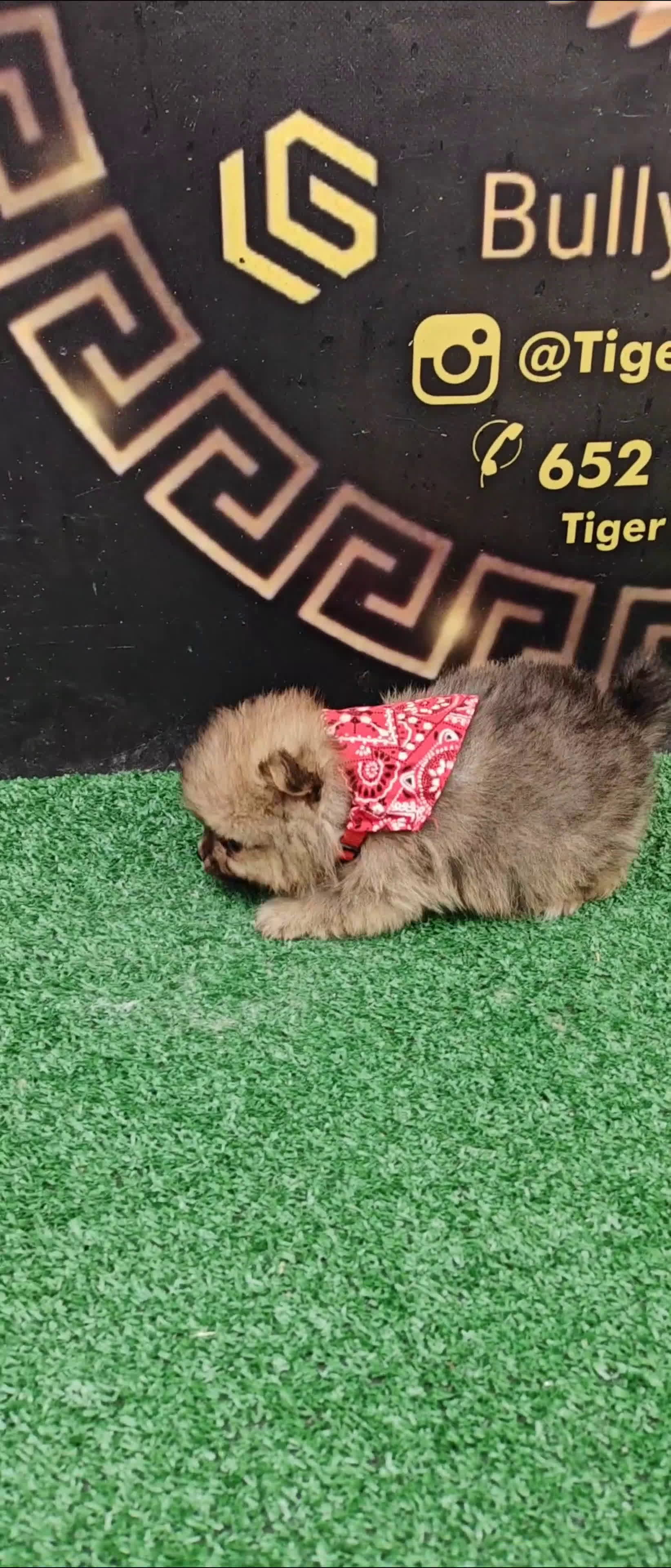 Pomerania perros en venta: Último Machito Pomerania Toy - Video 1