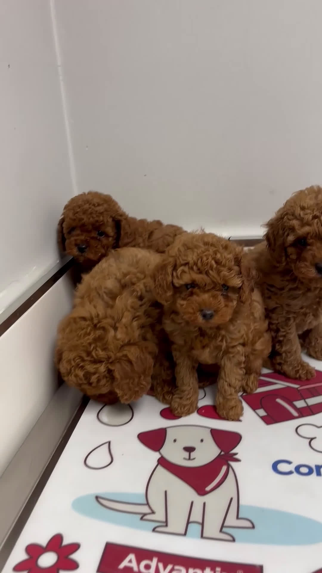 Caniche Toy perros en venta: caniche toy rojos - Video 1