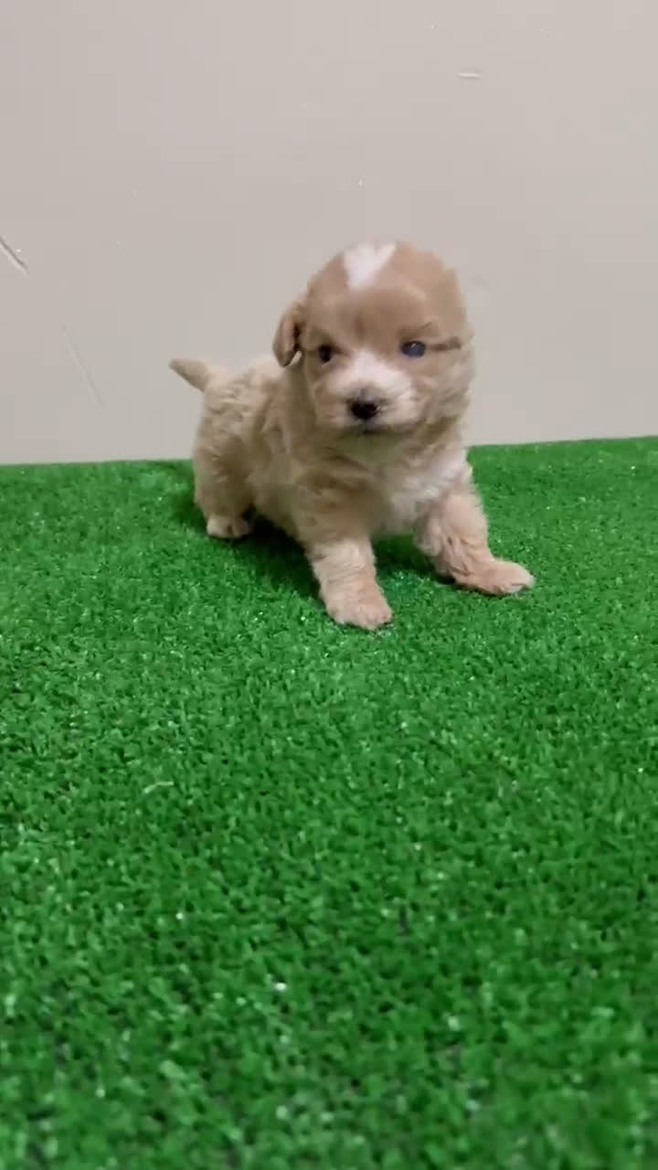 Maltipoo perros en venta: Maltipoo Toy Apricot Rojo Macho  - Video 1
