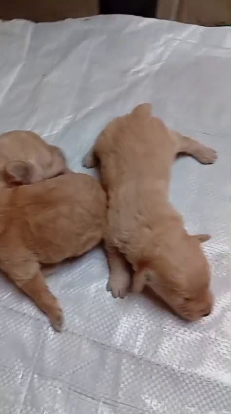 Caniche Toy perros en venta: Tenemos camadas disponible de caniche toy - Video 3