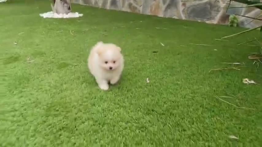 Pomerania perros en venta: Lulu pomerania toy  - Video 1