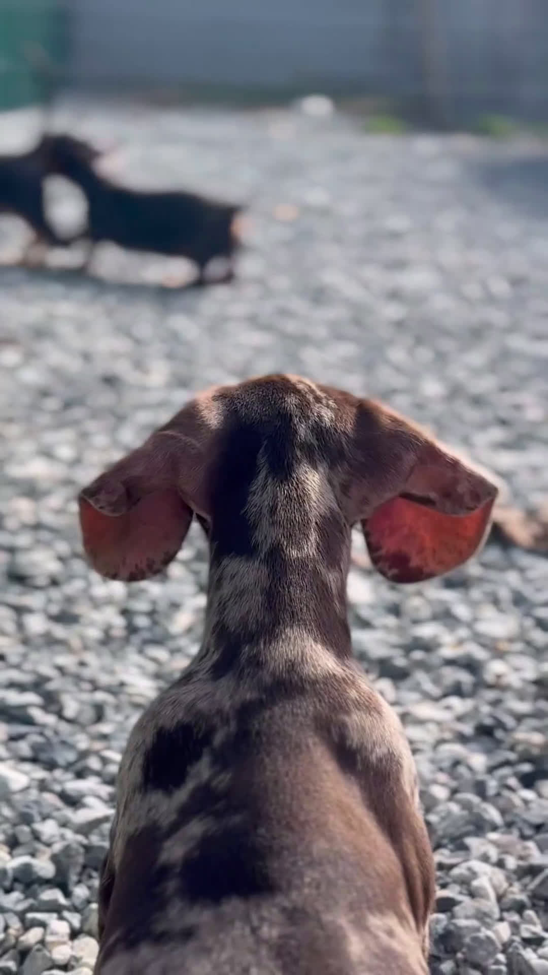 Teckel Miniatura perros en venta: 🐾 Frisco – Teckel miniatura Merlé chocolate 💎 - Video 1