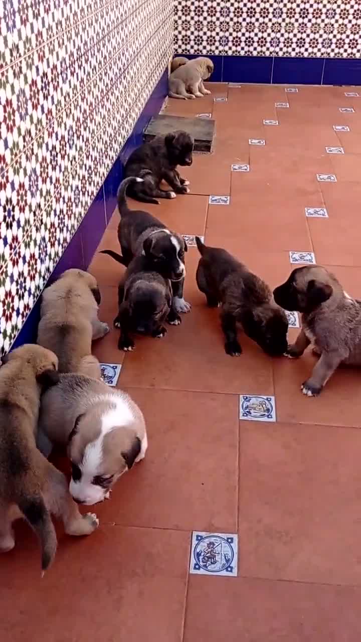 Mastín Español perros en venta: Cachorrones de Mastín Español - Video 1