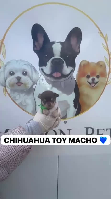 Chihuahua perros en venta: CAMADA CHIHUAHUAS PRECIOSOS - Video 3