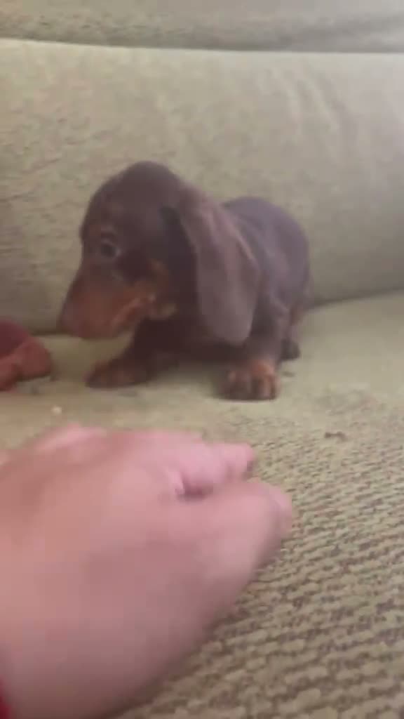 Teckel Miniatura perros en venta: Cachorros teckel  - Video 2