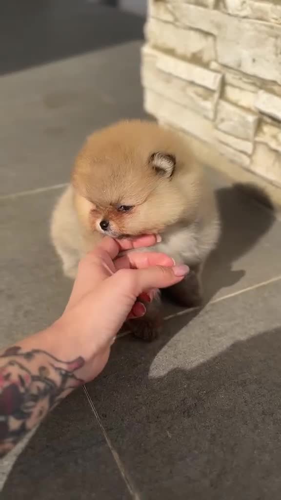 Pomerania perros en venta: Macho y hembra de lulu de pomerania  - Video 1