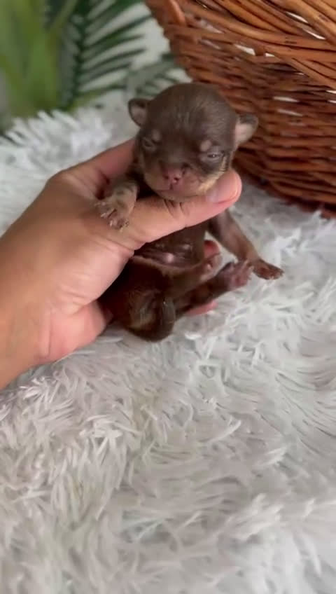 Chihuahua perros en venta: CHIHUAHUA HEMBRA CHOCOLATE & TAN - Video 1