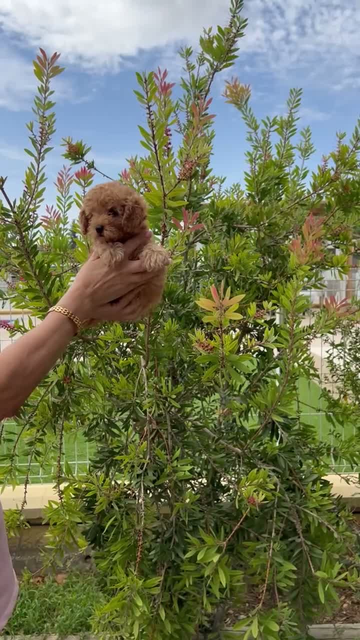 Caniche Toy perros en venta: CANICHE TOY APRICOT MACHO  - Video 1