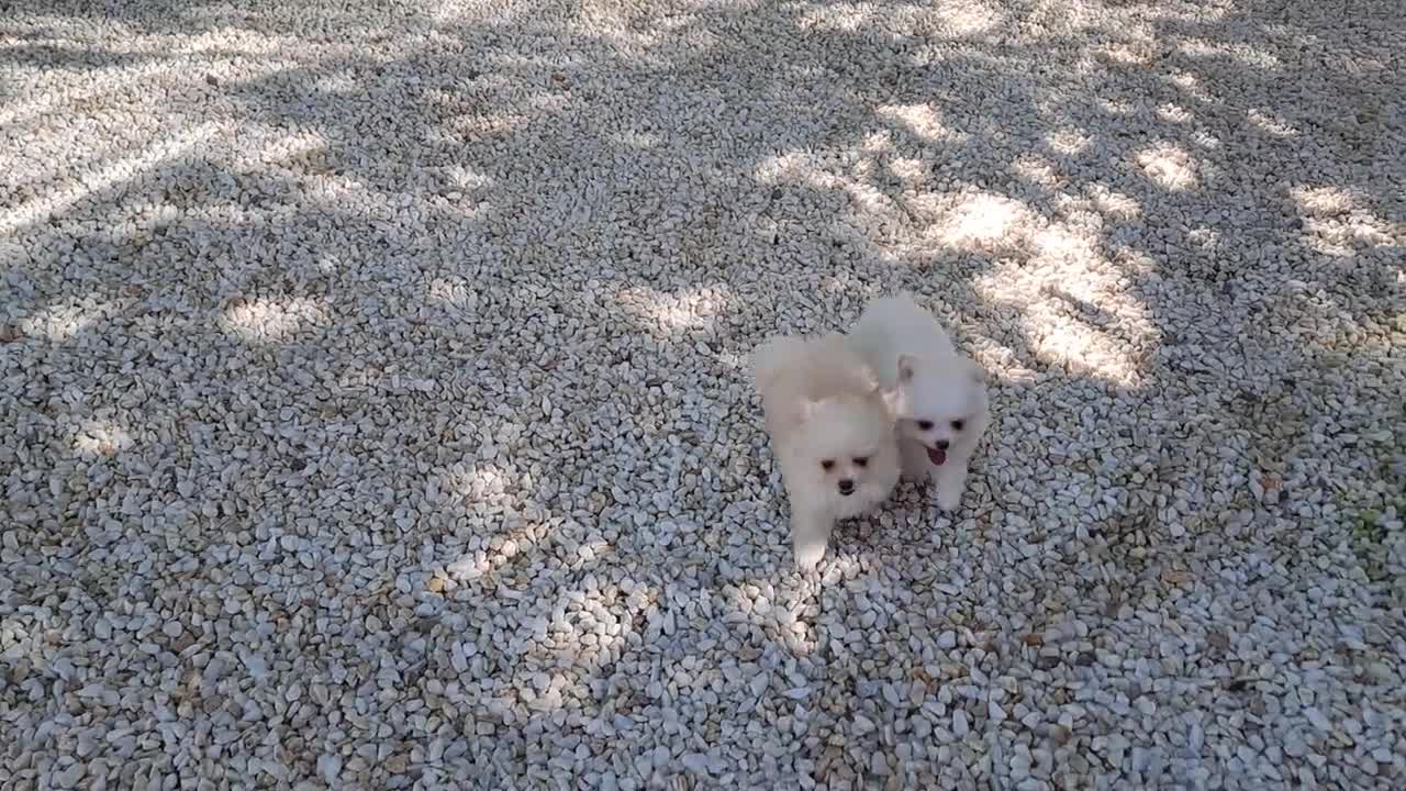 Pomerania perros en venta: Lulu de Pomerania  - Video 2