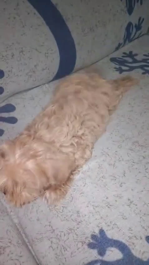 Maltipoo perros en venta: Maltipom( caniche asiático con maltésa coreana)o - Video 3