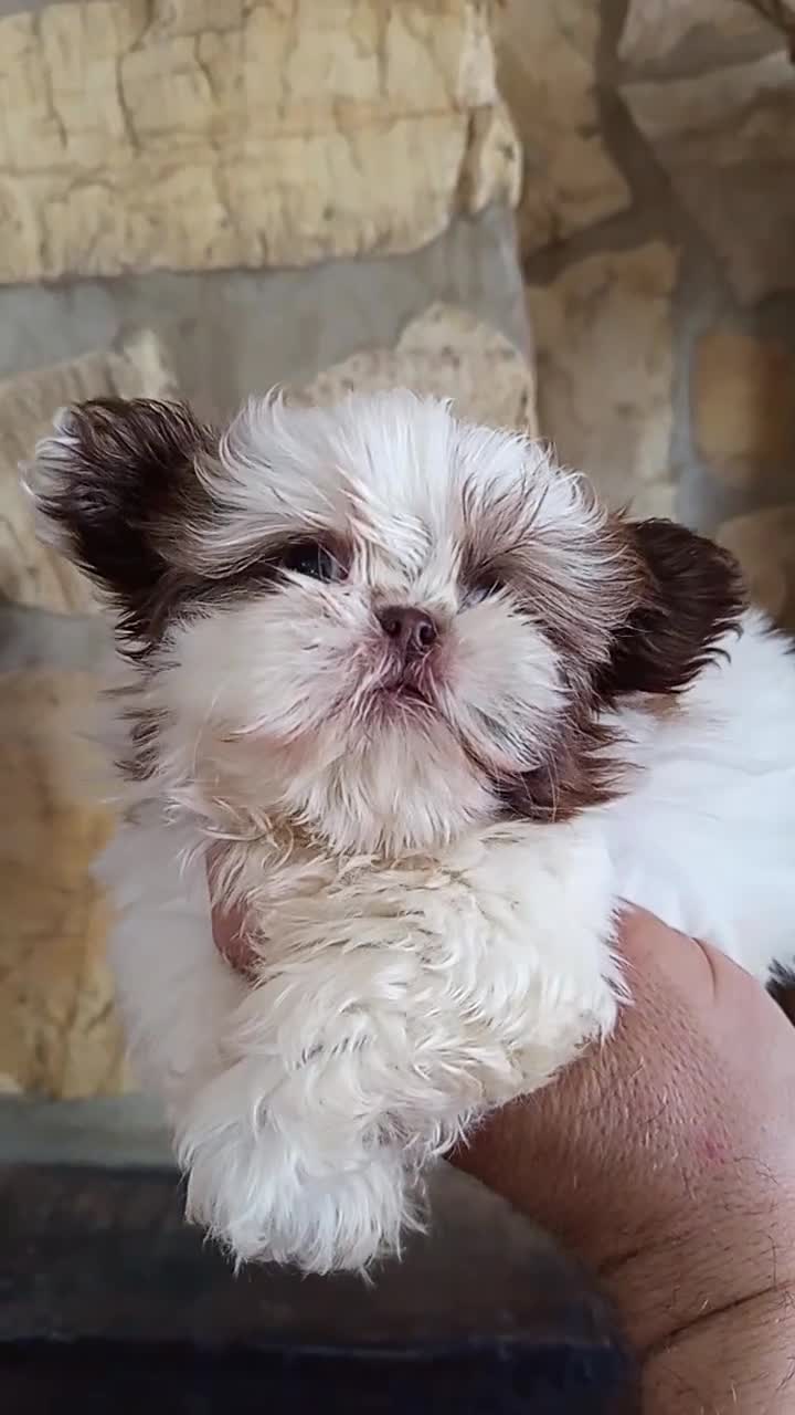 Shih Tzu perros en venta: SHIH TZU IMPERIAL MINIATURA  - Video 1