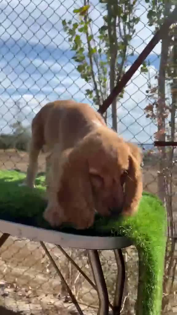 Cocker Spaniel Inglés perros en venta: Cocker inglés dorado - Video 1