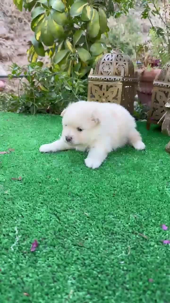 Pomerania perros en venta: Pomerania lulu blanco crema Toy peludito - Video 1