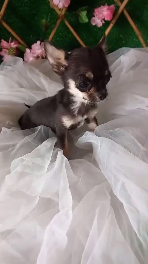 Chihuahua perros en venta: Hembra de chihuahua  - Video 1