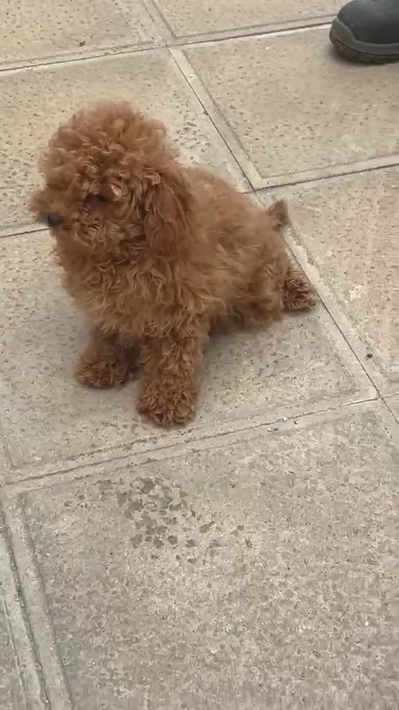 Caniche Toy perros en venta: CANICHE TOY MACHO  - Video 1