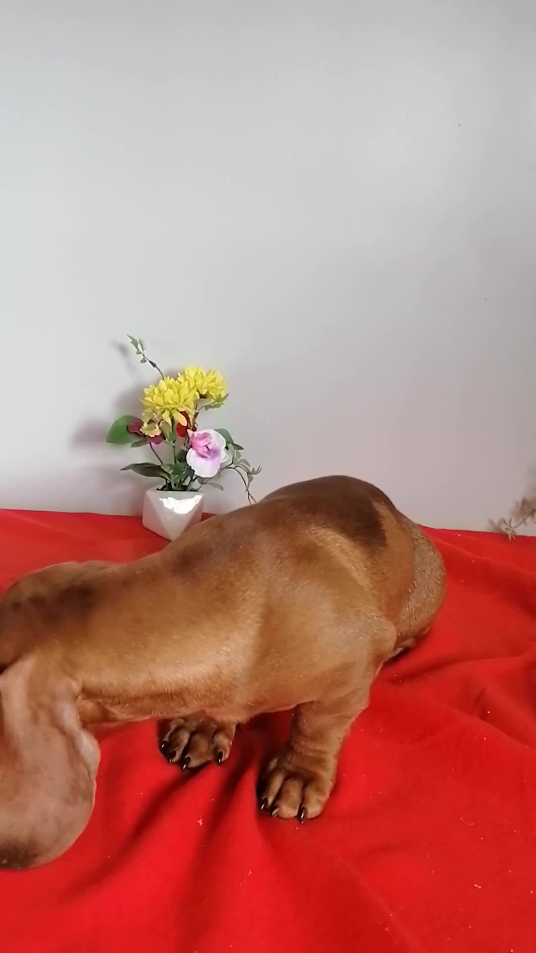 Teckel Miniatura perros en venta: Precioso teckel miniatura  - Video 1