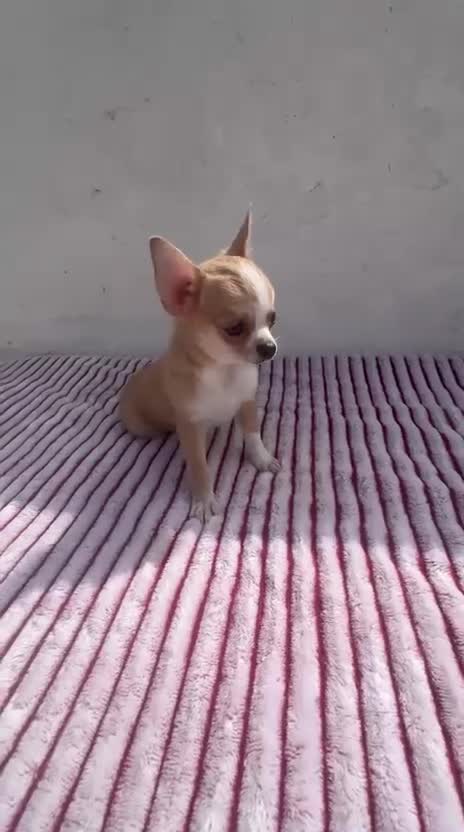 Chihuahua perros en venta: Chihuahua toy hembra - Video 1