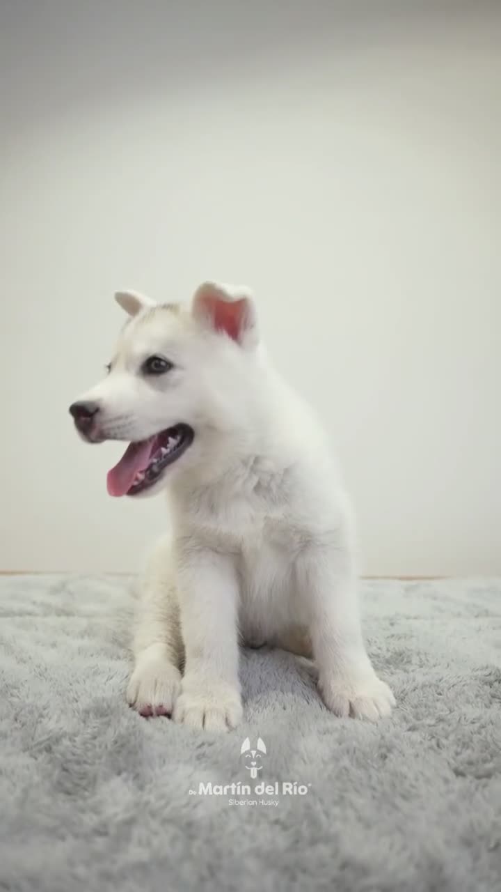Husky Siberiano perros en venta: Husky Siberiano - Cachorros - Video 1