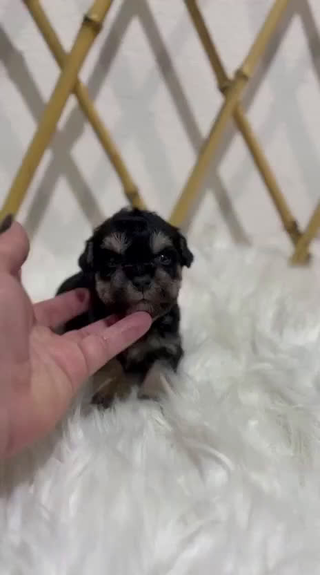 Schnauzer Miniatura perros en venta: SCHNAUZER MINIATURA - Video 2
