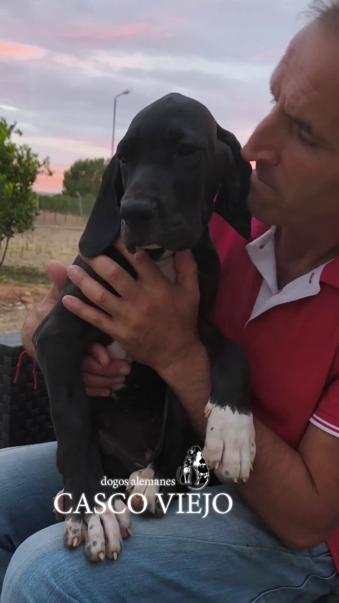 Dogo Alemán perros en venta: Cachorros de Dogo Alemán - Video 2