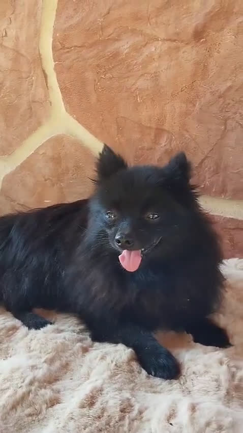 Pomerania perros en venta: POMERANIA SPITZ  - Video 1