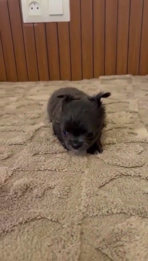 Chihuahua perros en venta: CHIHUAHUAS TOYS PELO LARGO - Video 1