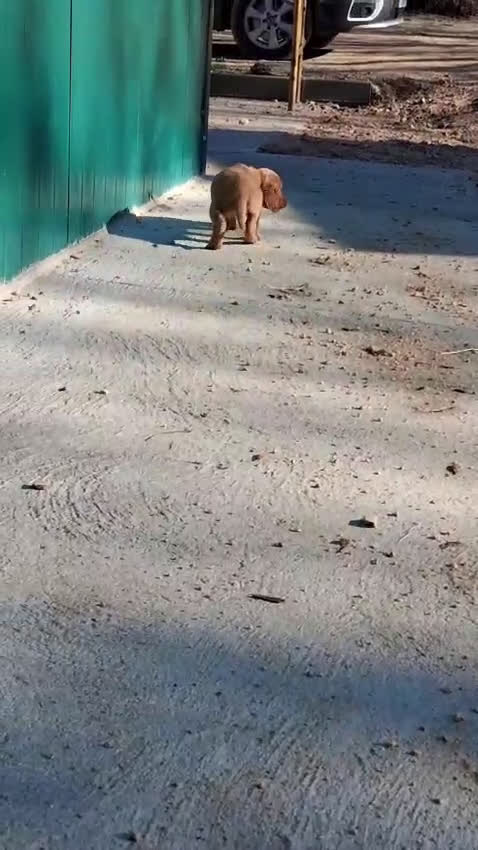 Setter Irlandés Rojo perros en venta: Setter Irlandes - Video 4