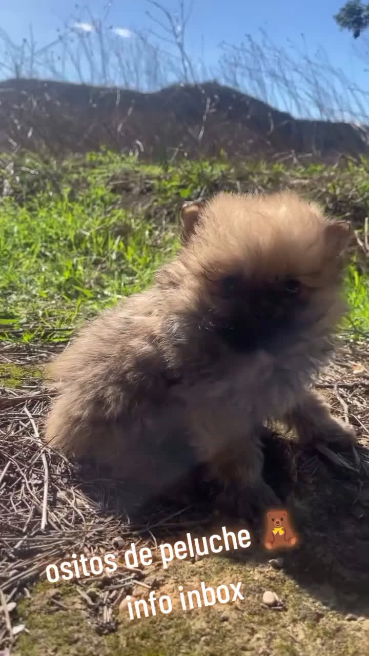 Pomerania perros en venta: Lulu pomerania  en Barcelona - Video 2