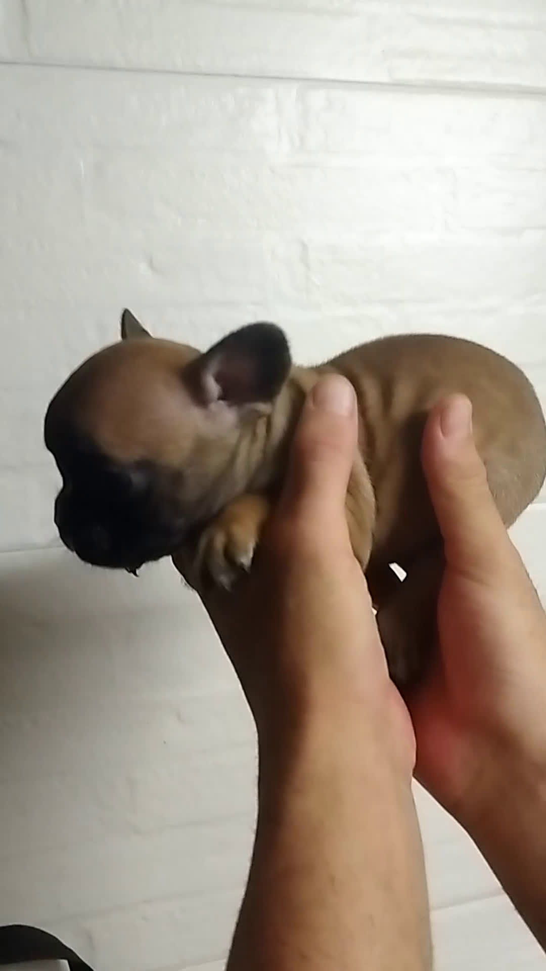 Bulldog Francés perros en venta: Bulldog francés  - Video 1