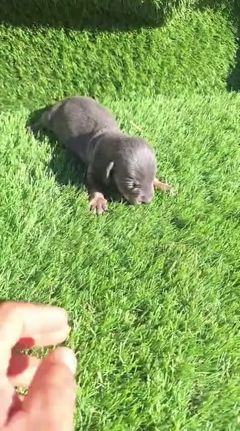 Teckel Miniatura perros en venta: Teckel kanichen Macho Blue  - Video 1