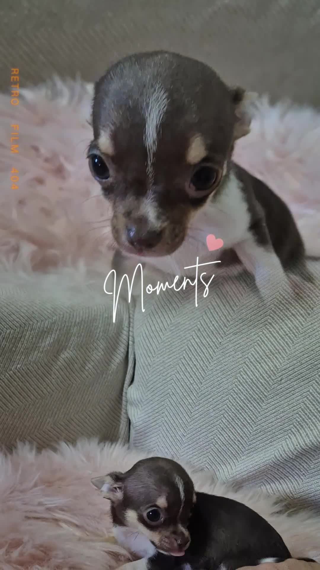 Chihuahua perros en venta: Chihuahua tricolor chocolate 🍫  - Video 1