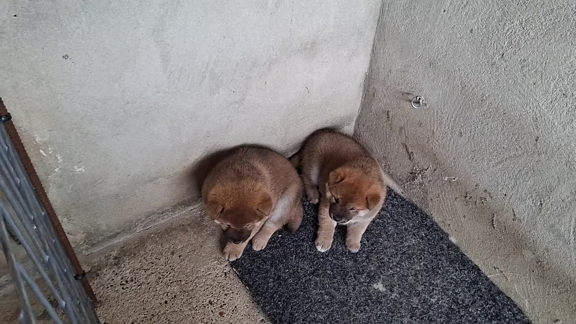 Shiba Inu perros en venta: Shiba inu - Video 1
