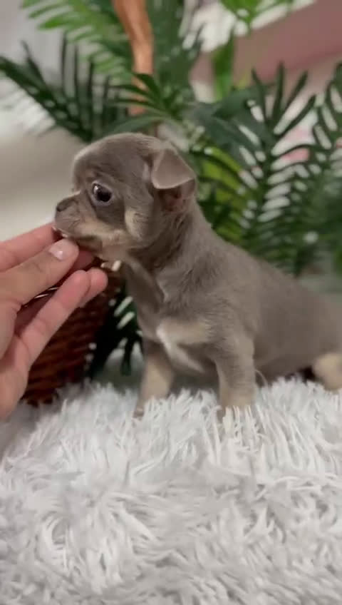 Chihuahua perros en venta: CHIHUAHUA MACHO LILAC AND TAN - Video 1