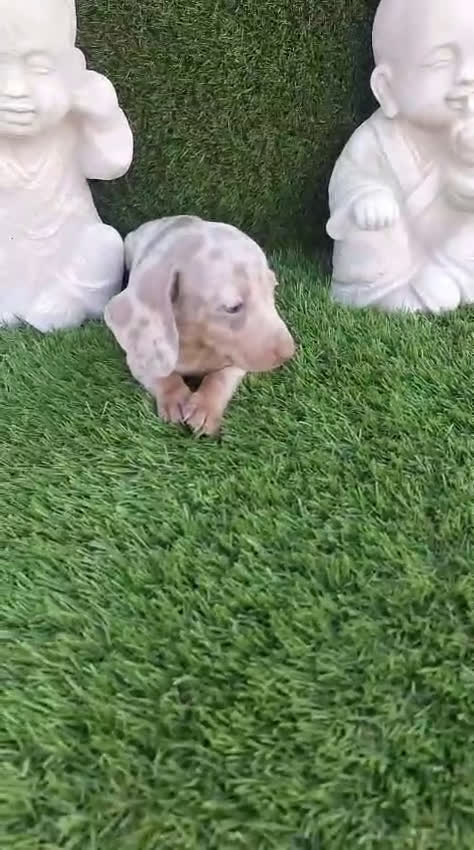 Teckel perros en venta: Teckel Arlequin Isabello - Video 1