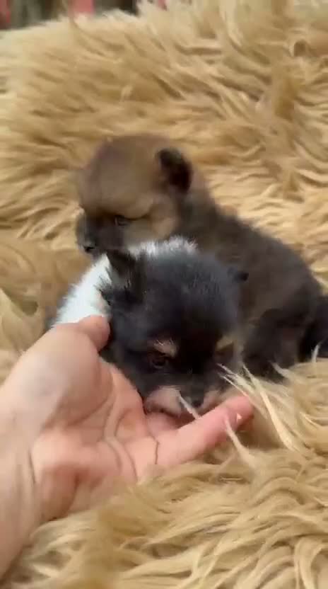 Pomerania perros en venta: Macho pomerania🐾 - Video 1