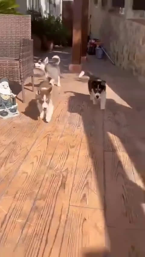 Husky Siberiano perros en venta: Cachorritos huskys siberiano - Video 1