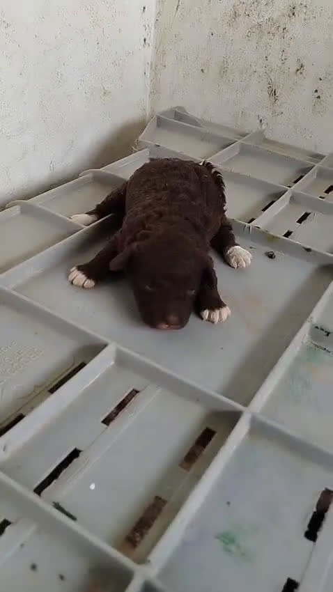 Perro de Agua Español perros en venta: Perra de agua  - Video 1