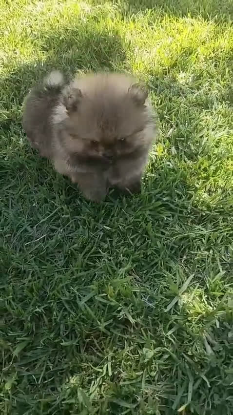 Pomerania perros en venta: POMERANIAS MINIATURAS  - Video 1