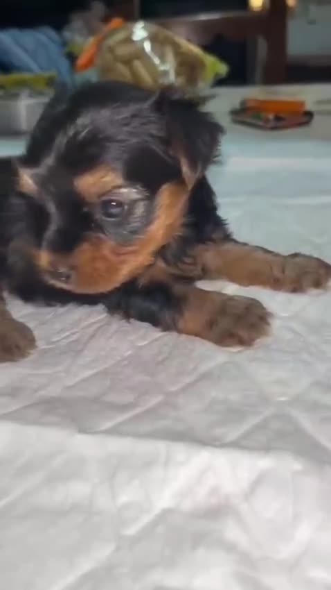 Yorkshire Terrier perros en venta: Yorkshire toy - Video 2