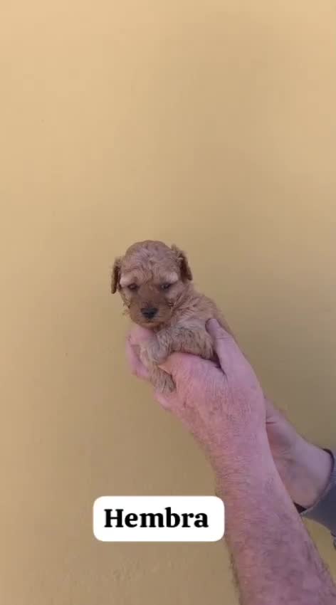 Caniche Toy perros en venta: Machos y hembras de caniche toy rojo y apricot - Video 3