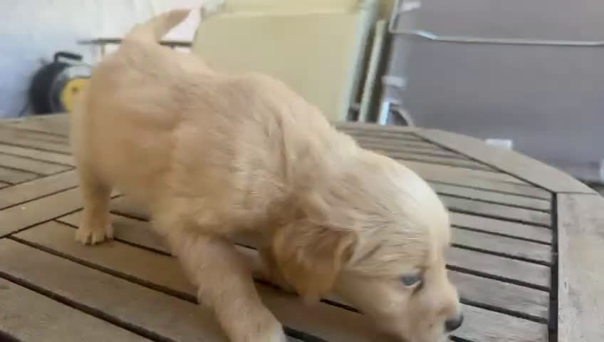 Raza Mixta perros en venta: Golden con bulldog  - Video 5