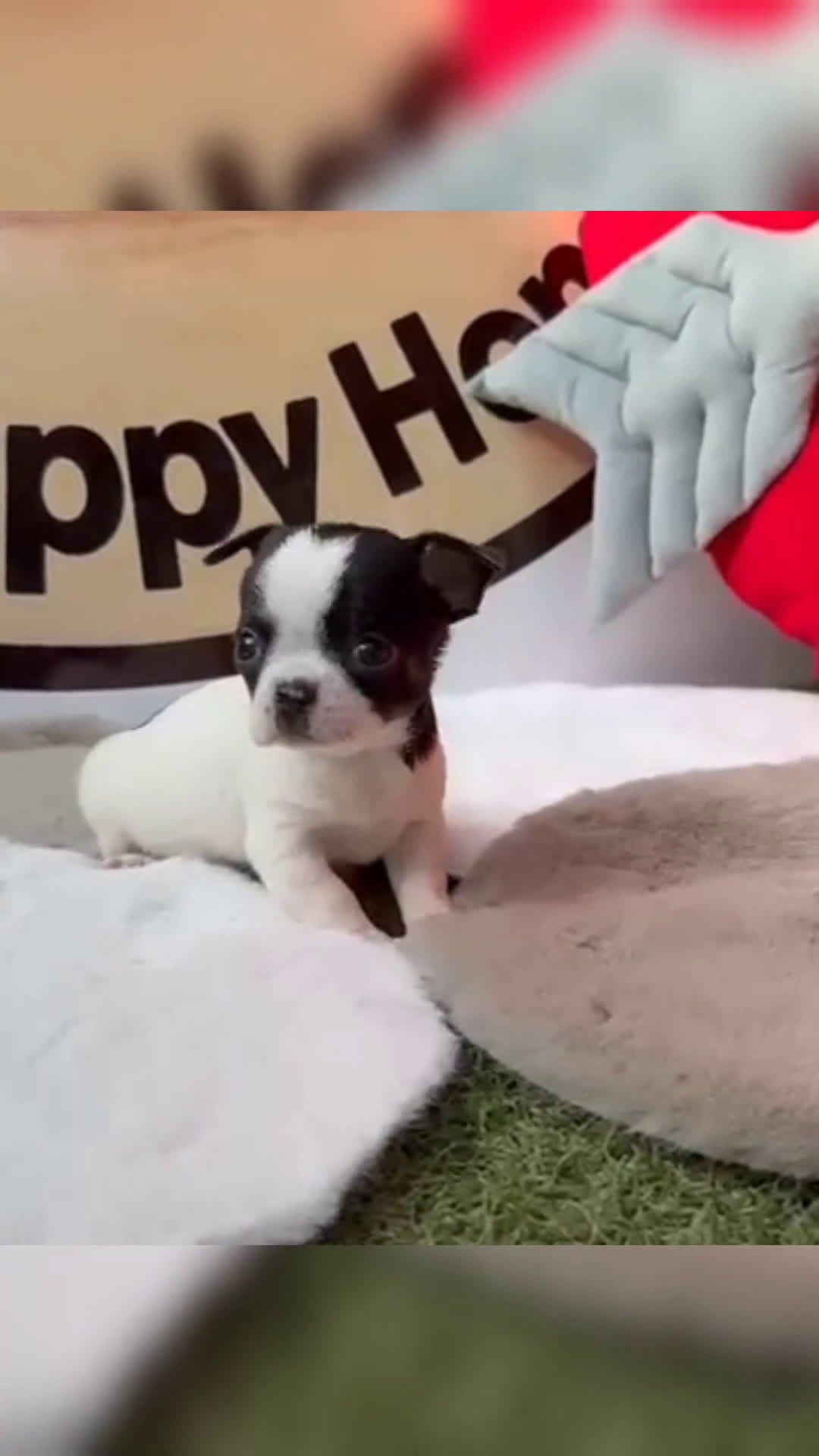 Chihuahua perros en venta: Chihuahua - Video 1