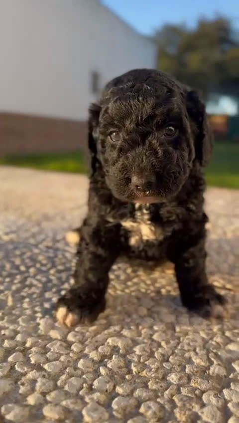 Perro de Agua Español perros en venta: PERRO DE AGUA HEMBRA RABONA - Video 1