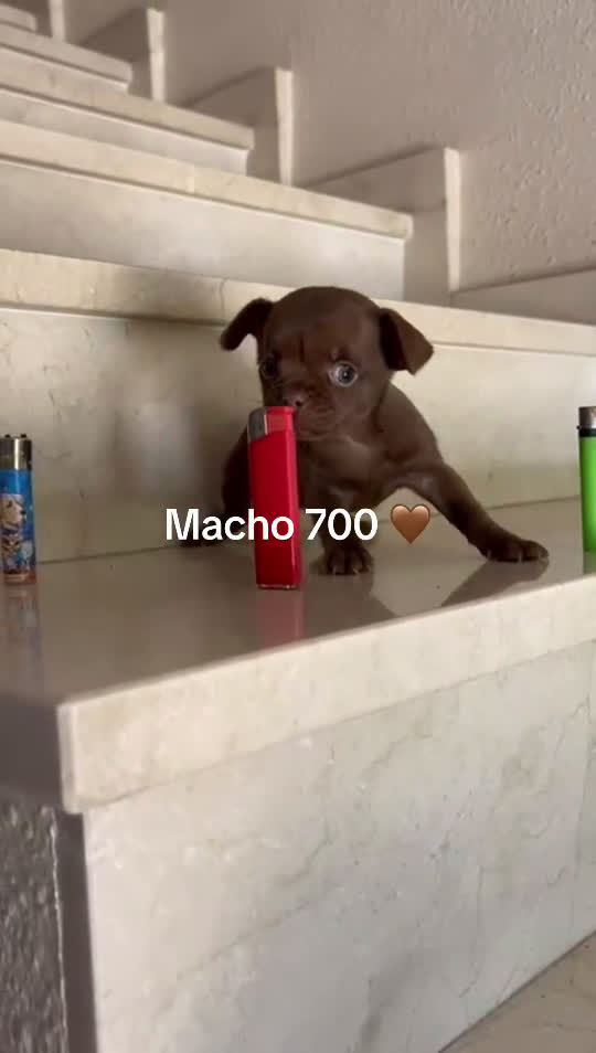 Chihuahua perros en venta: Chihuhua - Video 1