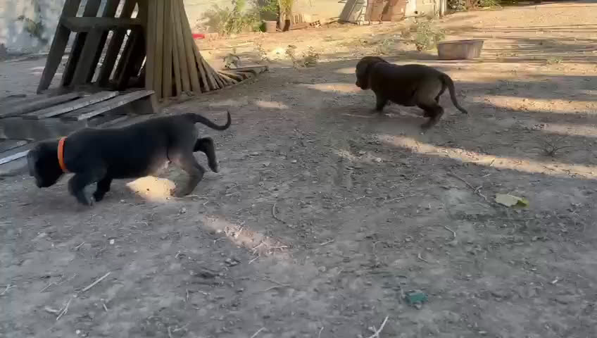 Cane Corso perros en venta: Dos hembras de Cane Corso - Video 3