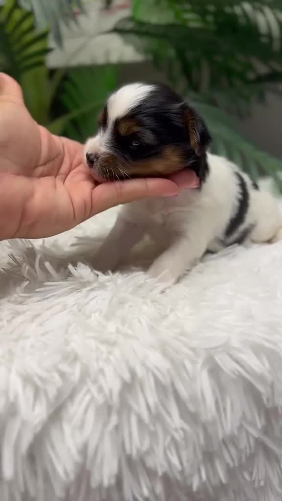 Yorkshire Terrier perros en venta: YORKSHIRE TERRIER  - Video 1