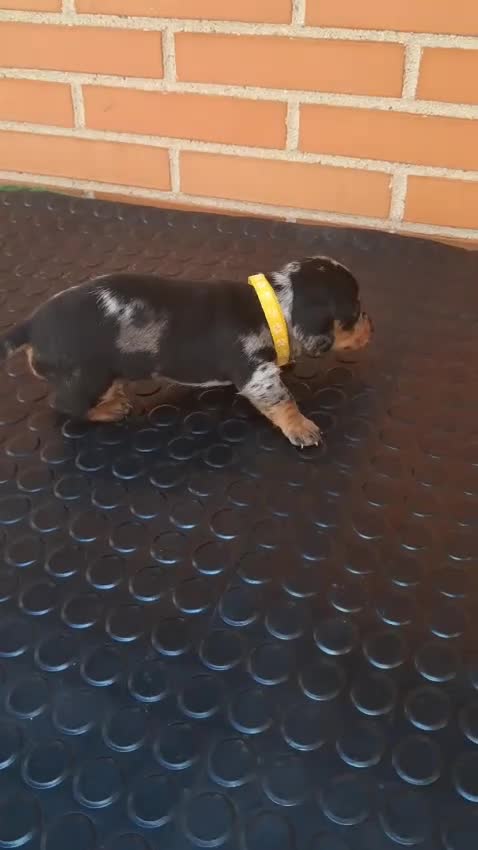 Teckel Miniatura perros en venta: Macho arlequin plata  - Video 1