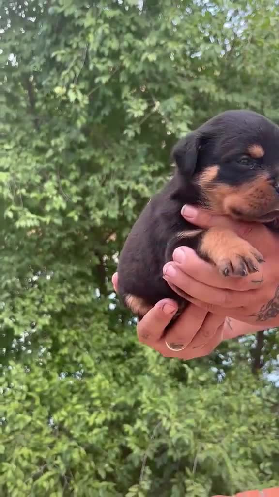 Rottweiler perros en venta: Rottwuiler  - Video 3