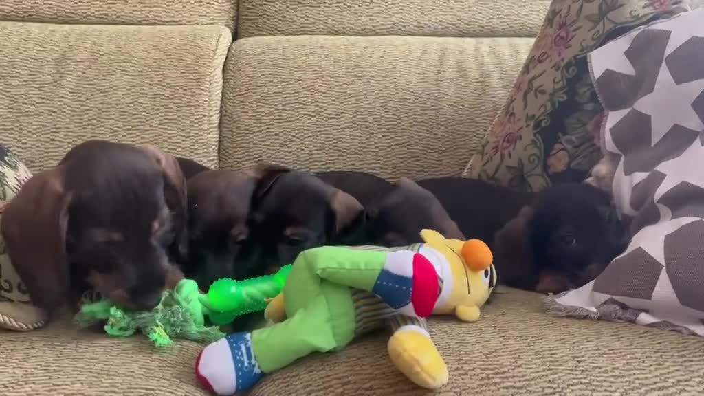Teckel perros en venta: Teckel standar pelo duro  - Video 1