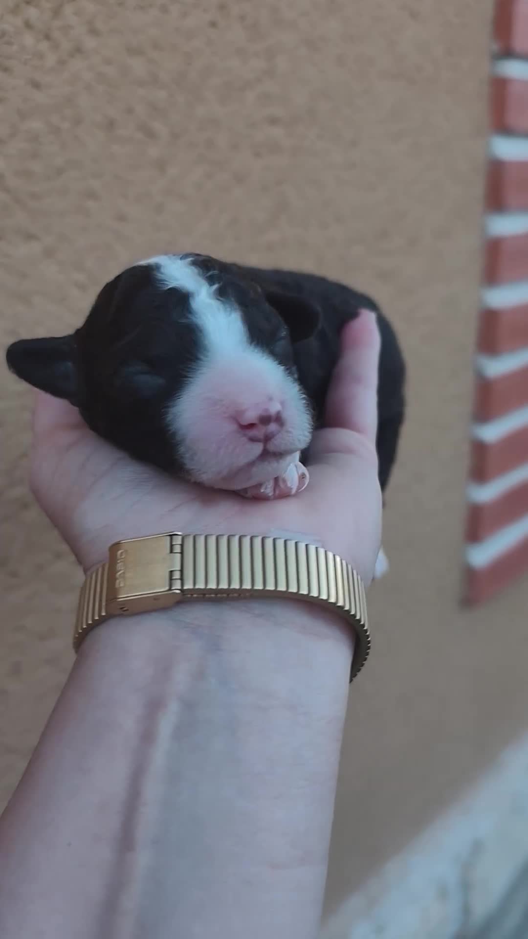 Perro de Agua Español perros en venta: Ultimo perro de aguas bicolor en Madrid - Video 2